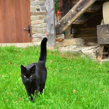 Feldkasten Biohof Lurger Çiftlik konaklama Breitenbrunn (Styria)